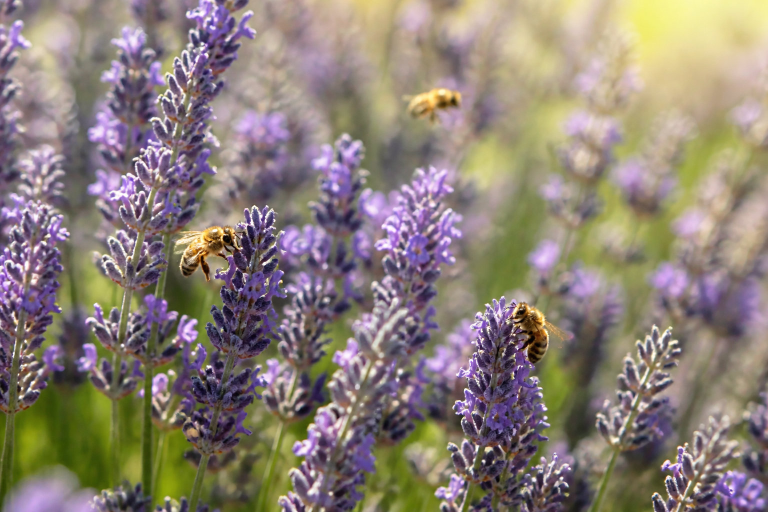 3 raisons d'accueillir des abeilles dans votre espace vert