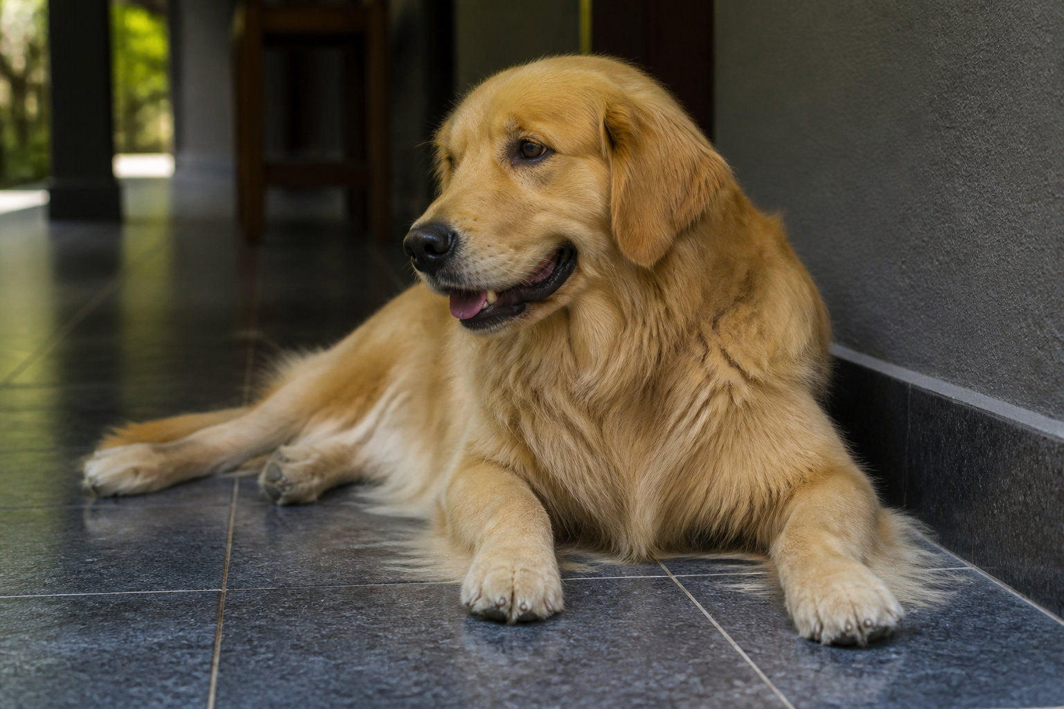Comment protéger les personnes vulnérables et vos animaux ?